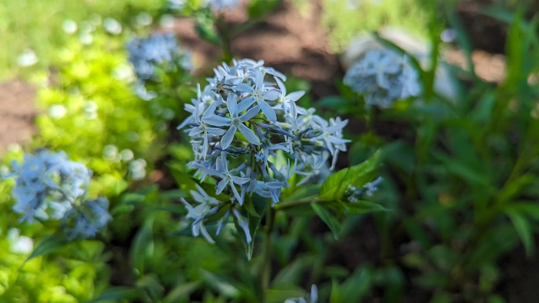 Amsonia Bluestar