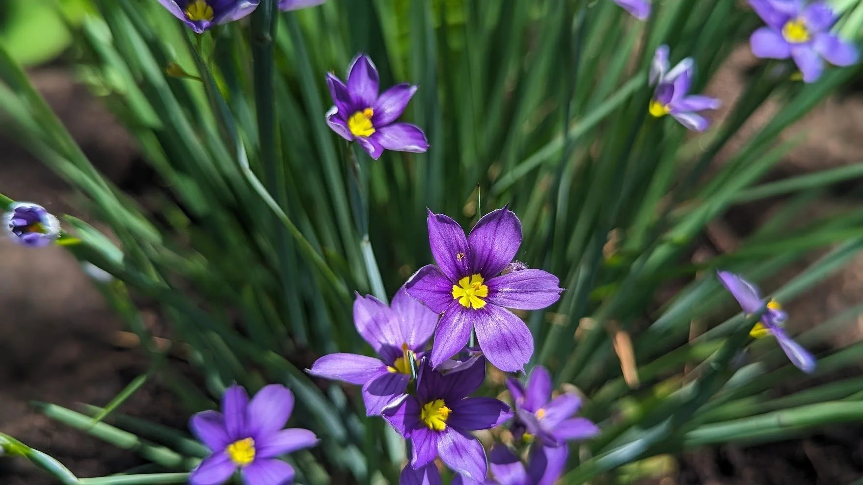 Blue Eyed Grass