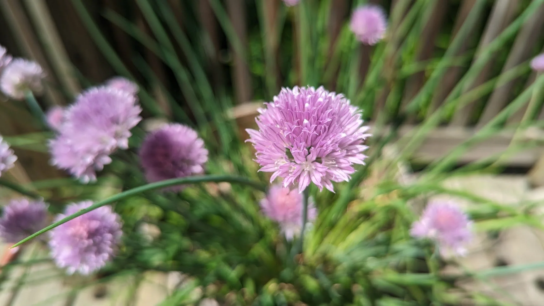 Chives