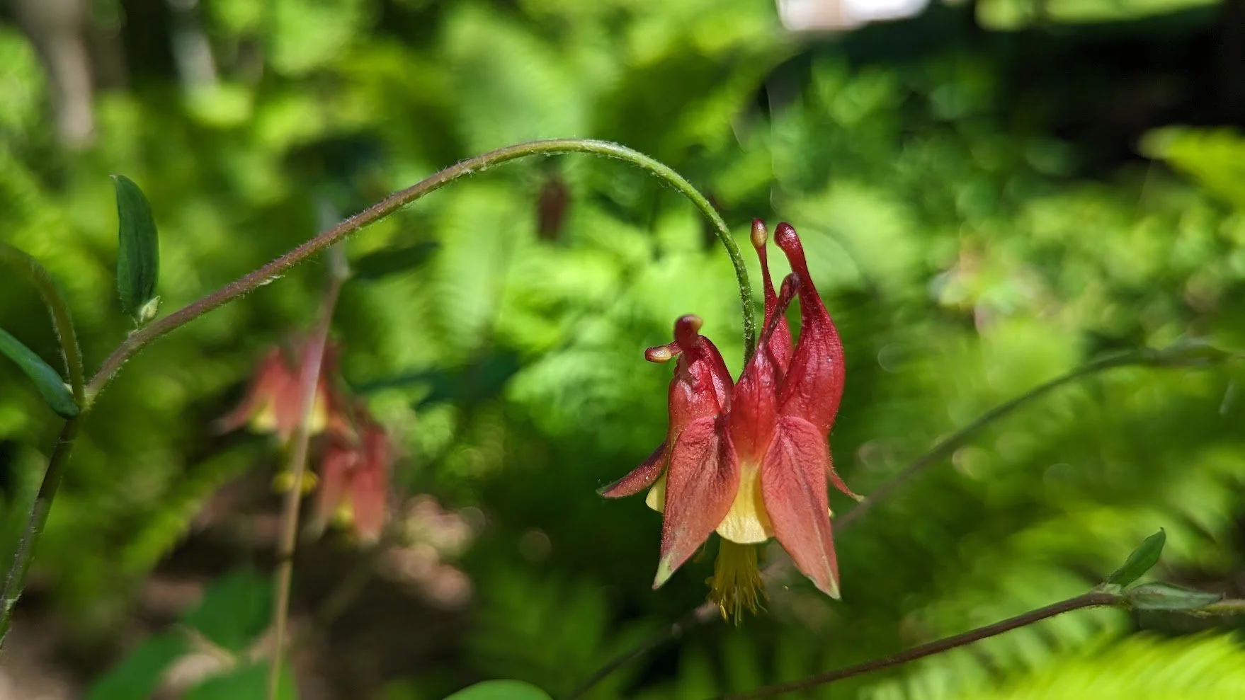 Aquilegia canadensis (Eastern Red Columbine)