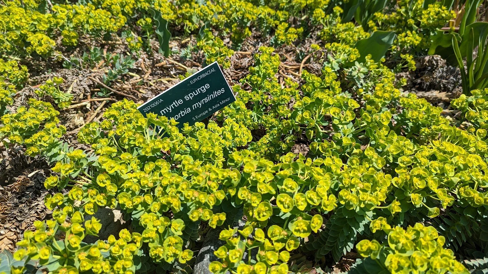 Euphorbia (Spurge)