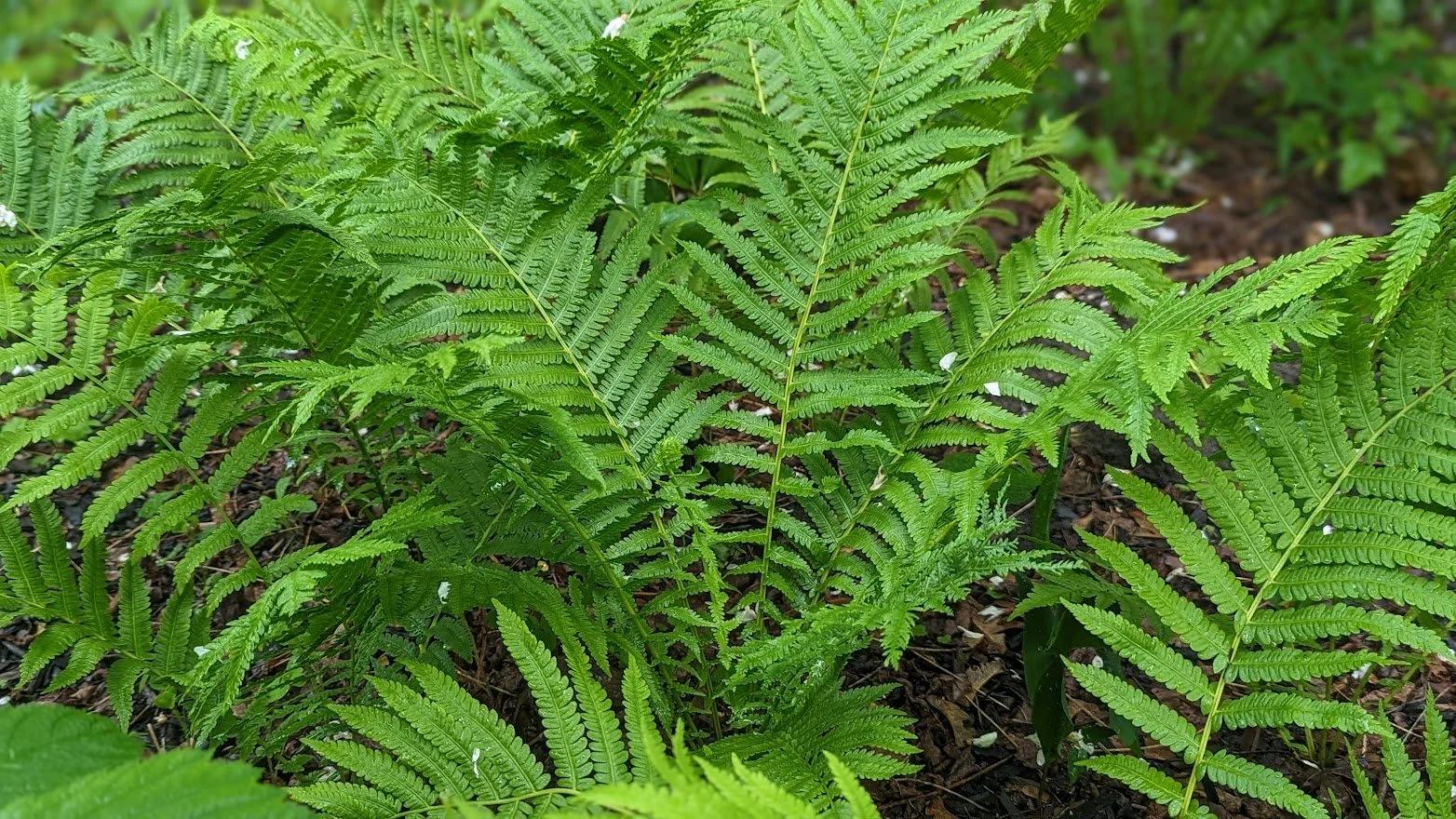Ferns