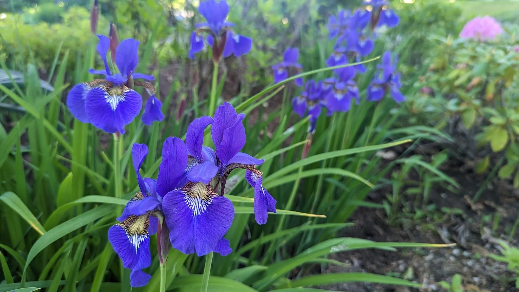 Iris
