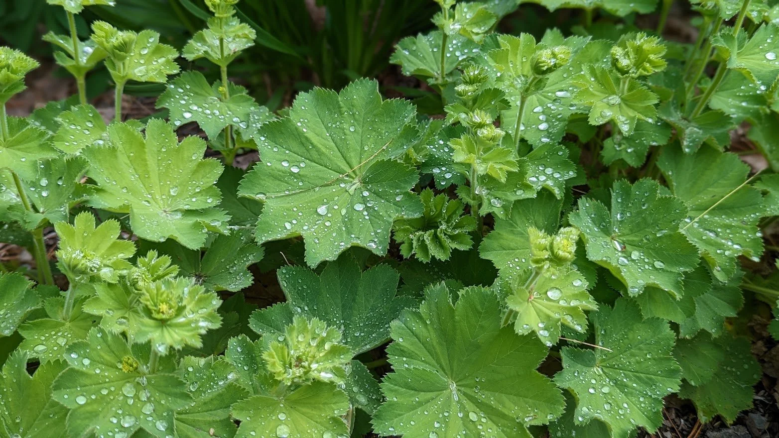 Lady's Mantle