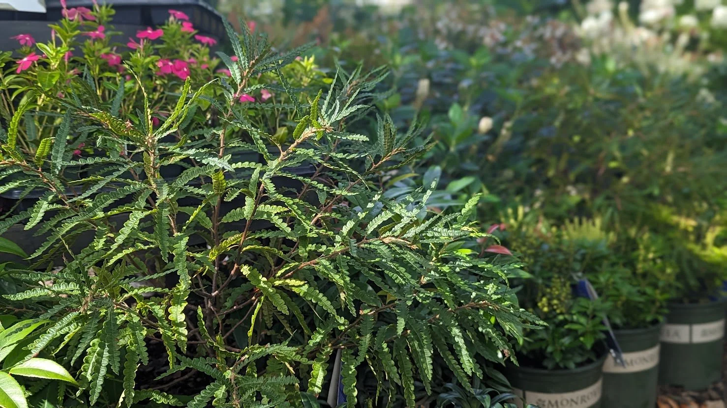 Sweet Fern