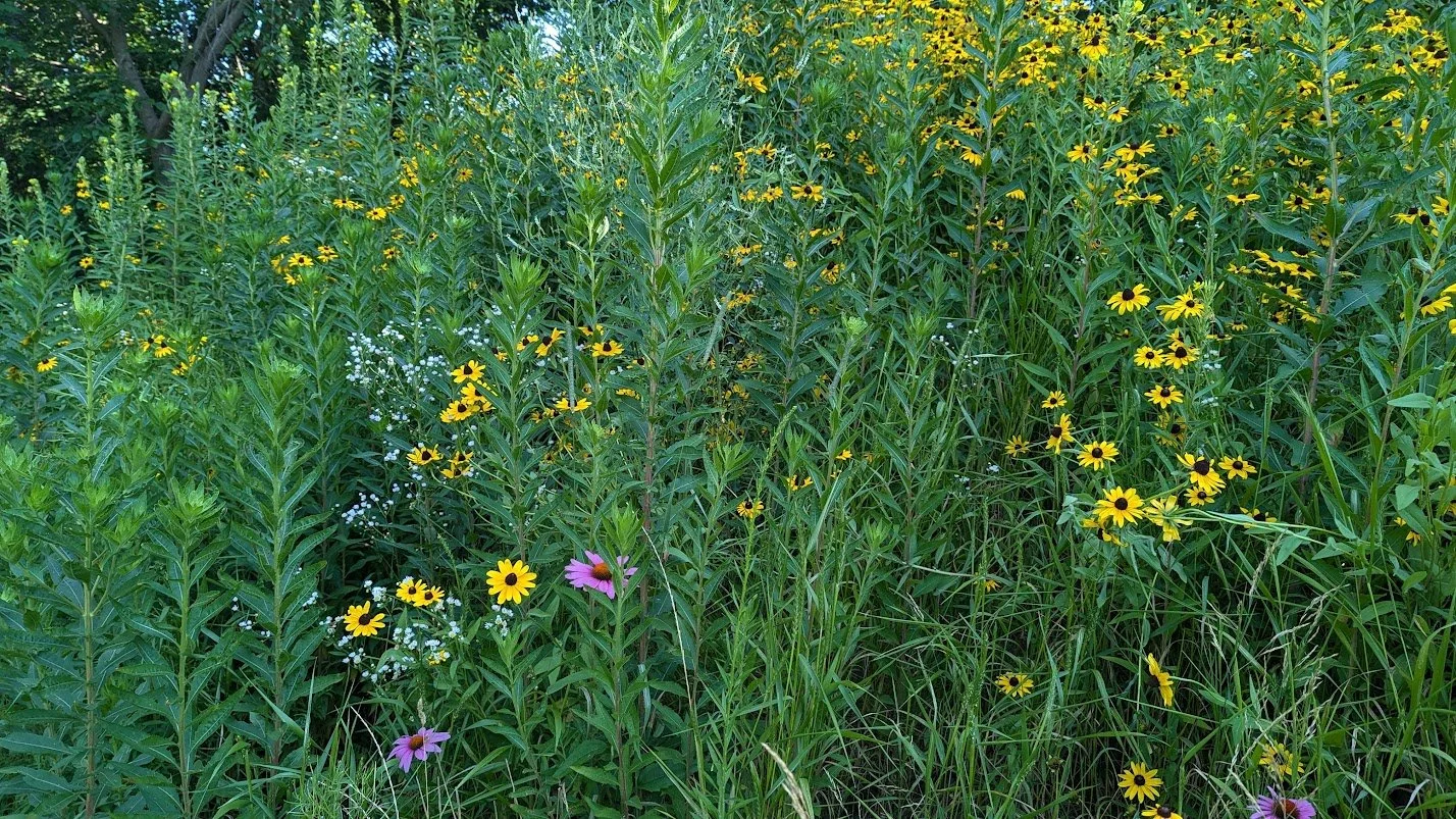 PXL_20240719_123823293.jpg