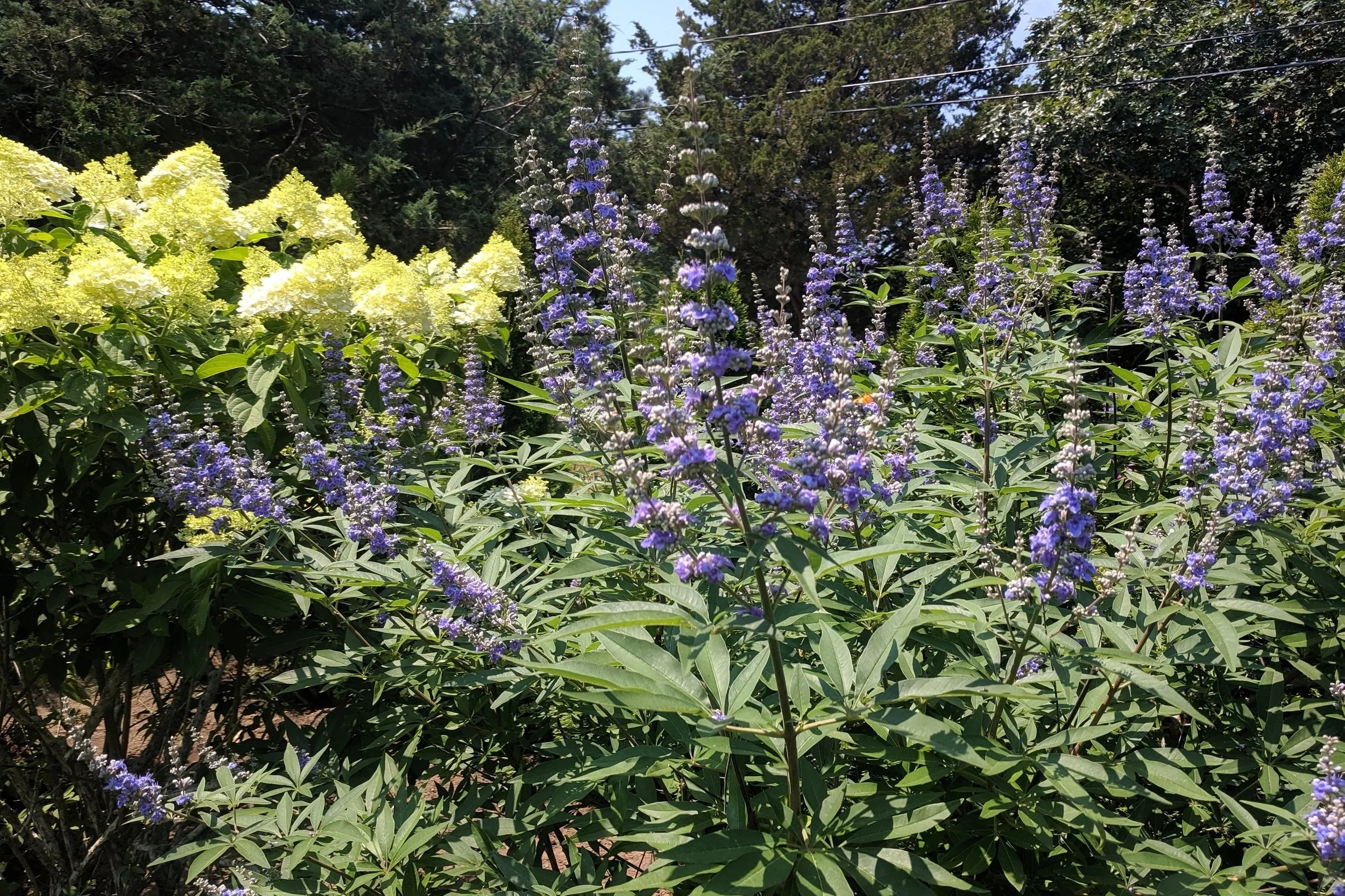 Vitex agnus-castus  and Hydrangea paniculata grandiflora ‘Limelight’