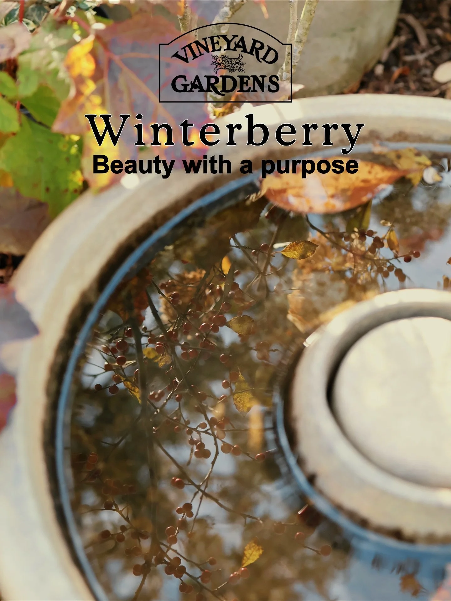 Nature&rsquo;s Jewelry! ✨ Winterberry Holly

This is Winterberry Holly &mdash; a deciduous native that absolutely blazes with color and berries after its leaves drop. It&rsquo;s a crucial food source for overwintering birds like robins and cedar waxw