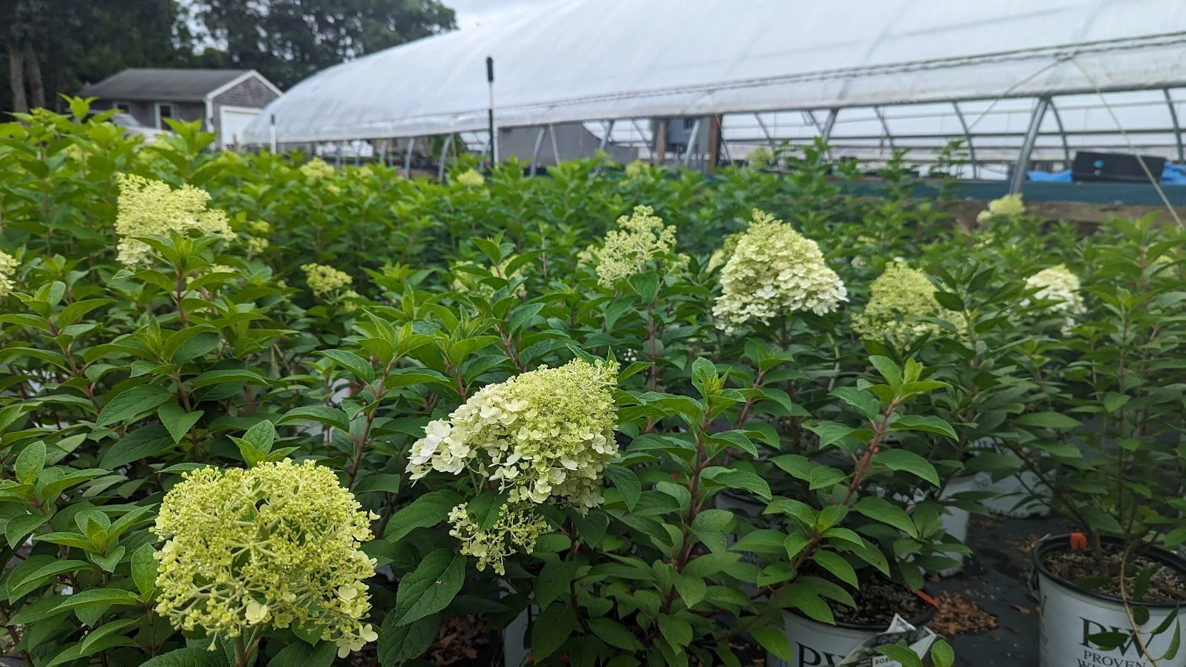 bobo panicle hydrangea1.jpg