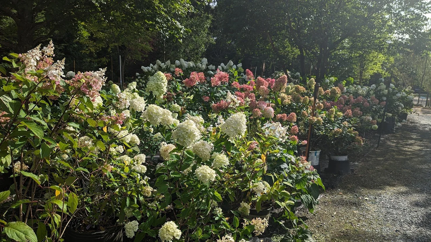 hydrangeas.jpg
