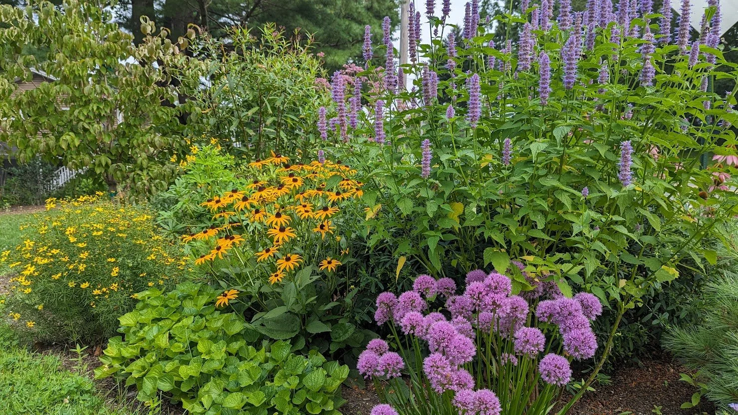 agastache_allium_rudbeckia_coreopsis.jpg