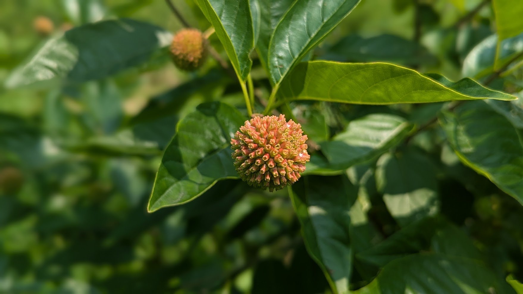 buttonbush1.jpg