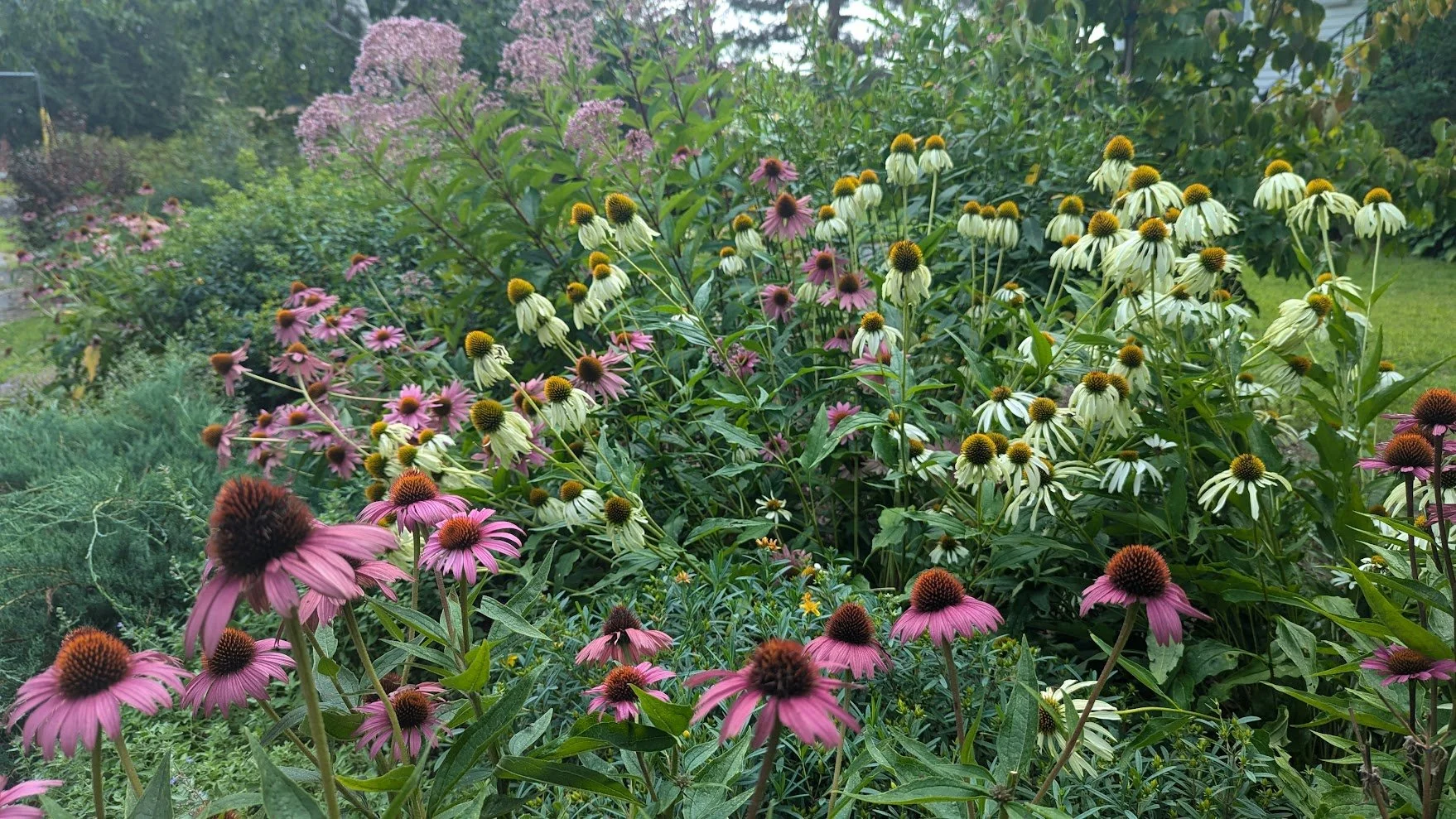echinacea, joe pye weed.jpg