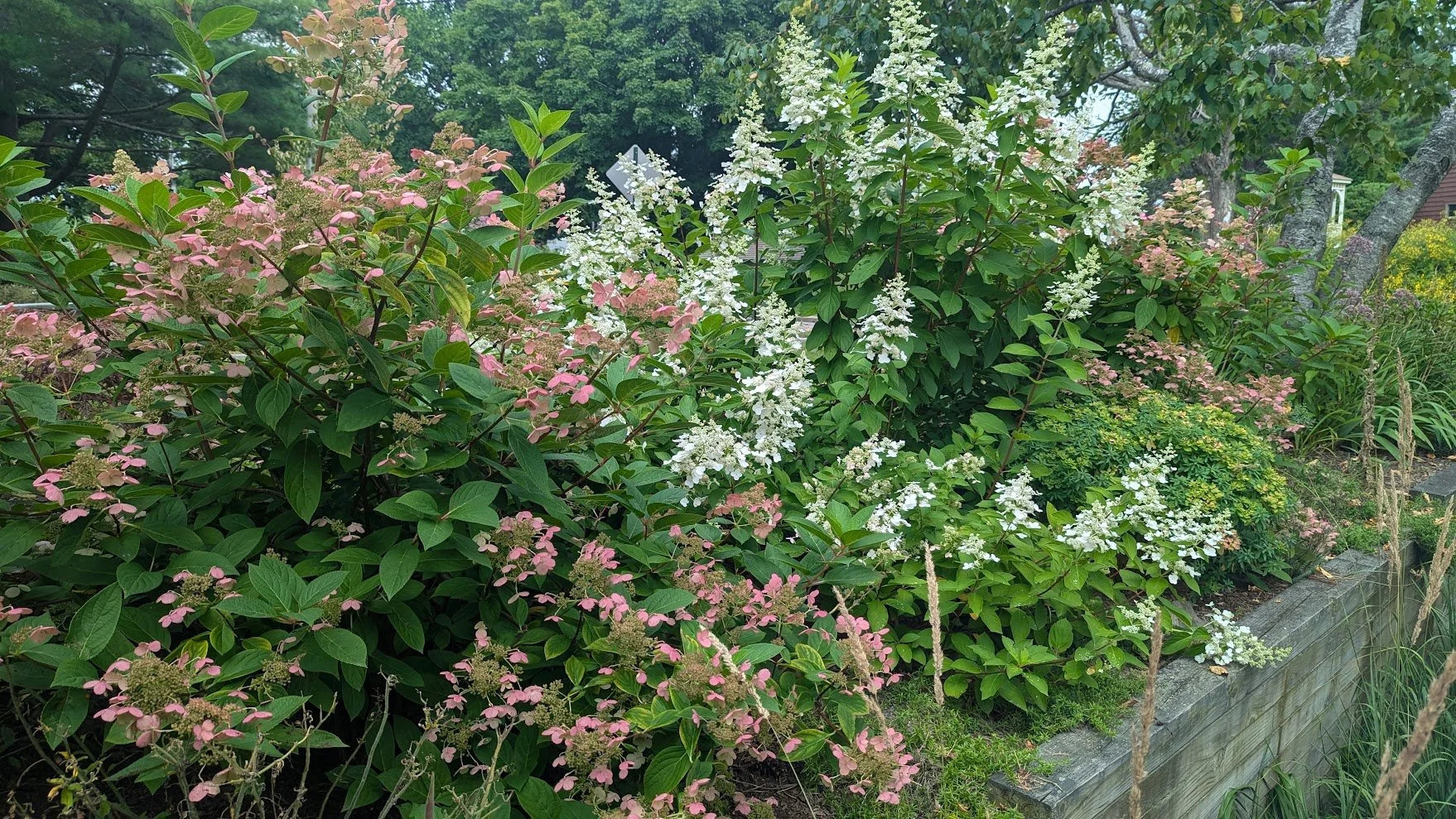 panicle hydrangeas.jpg