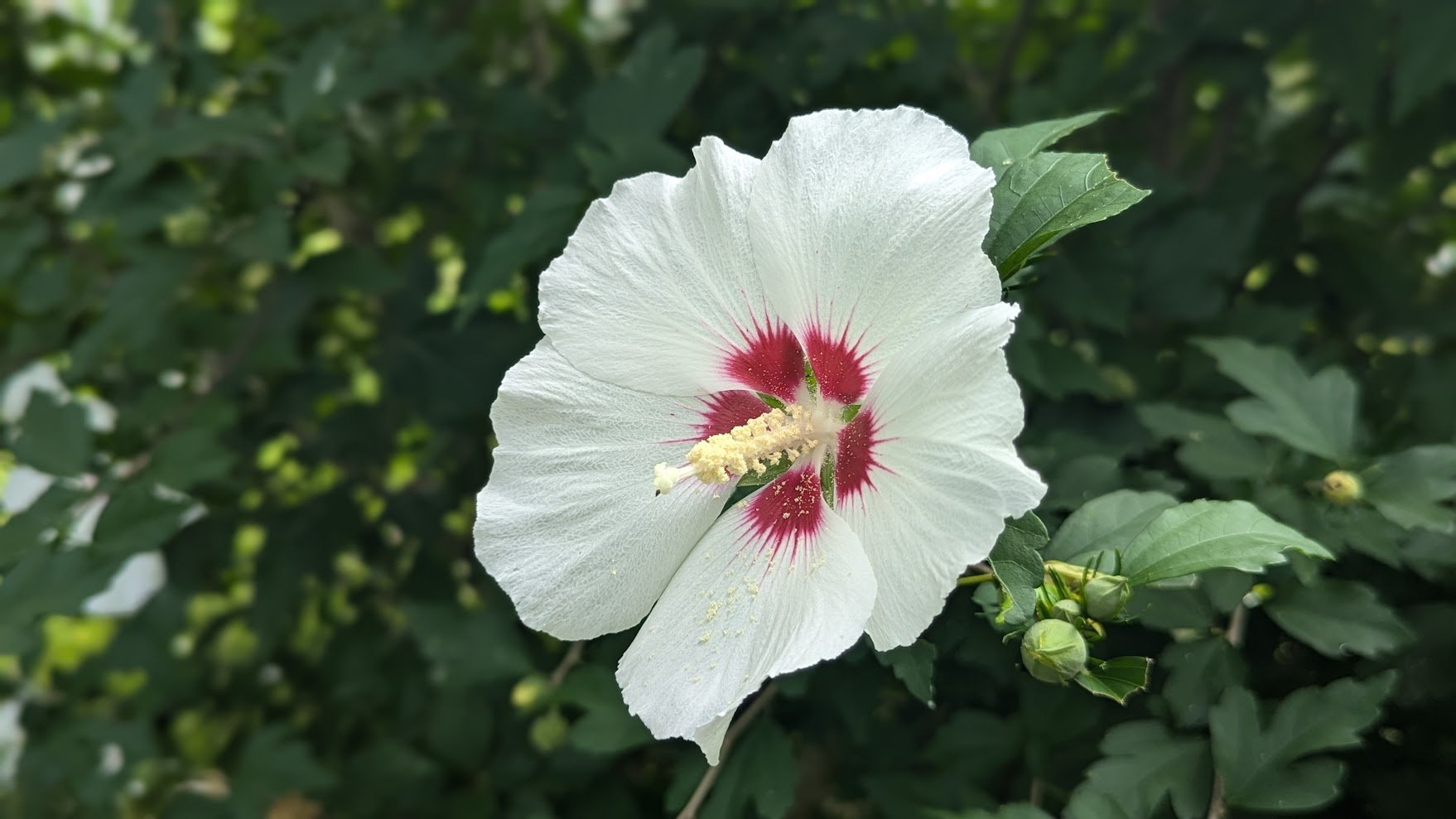 rose of sharon1.jpg