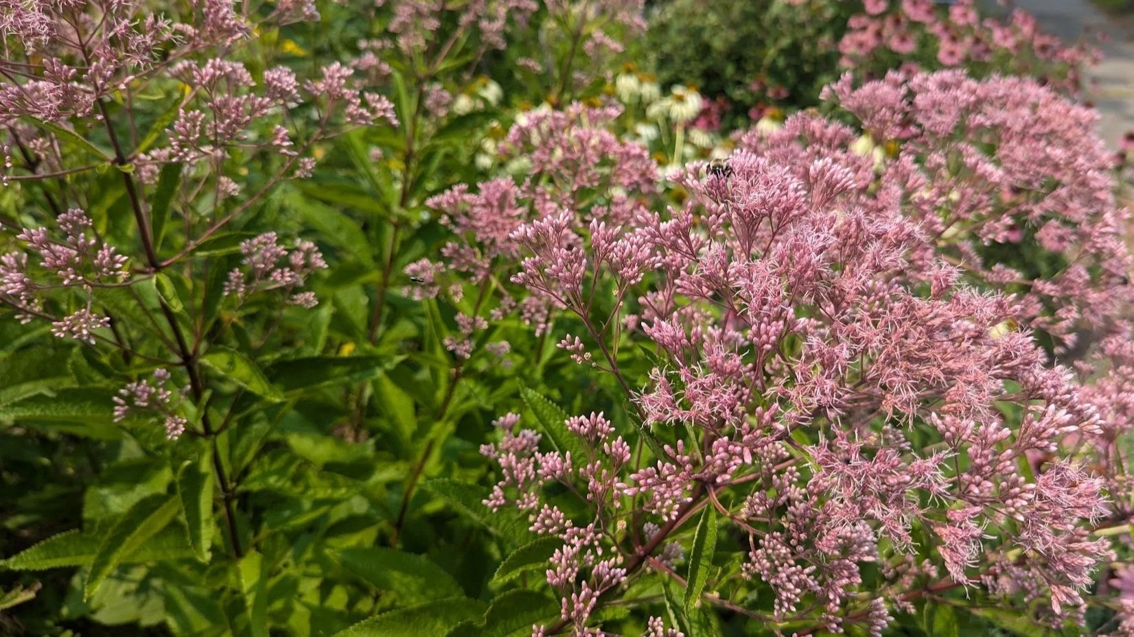 Joe Pye Weed