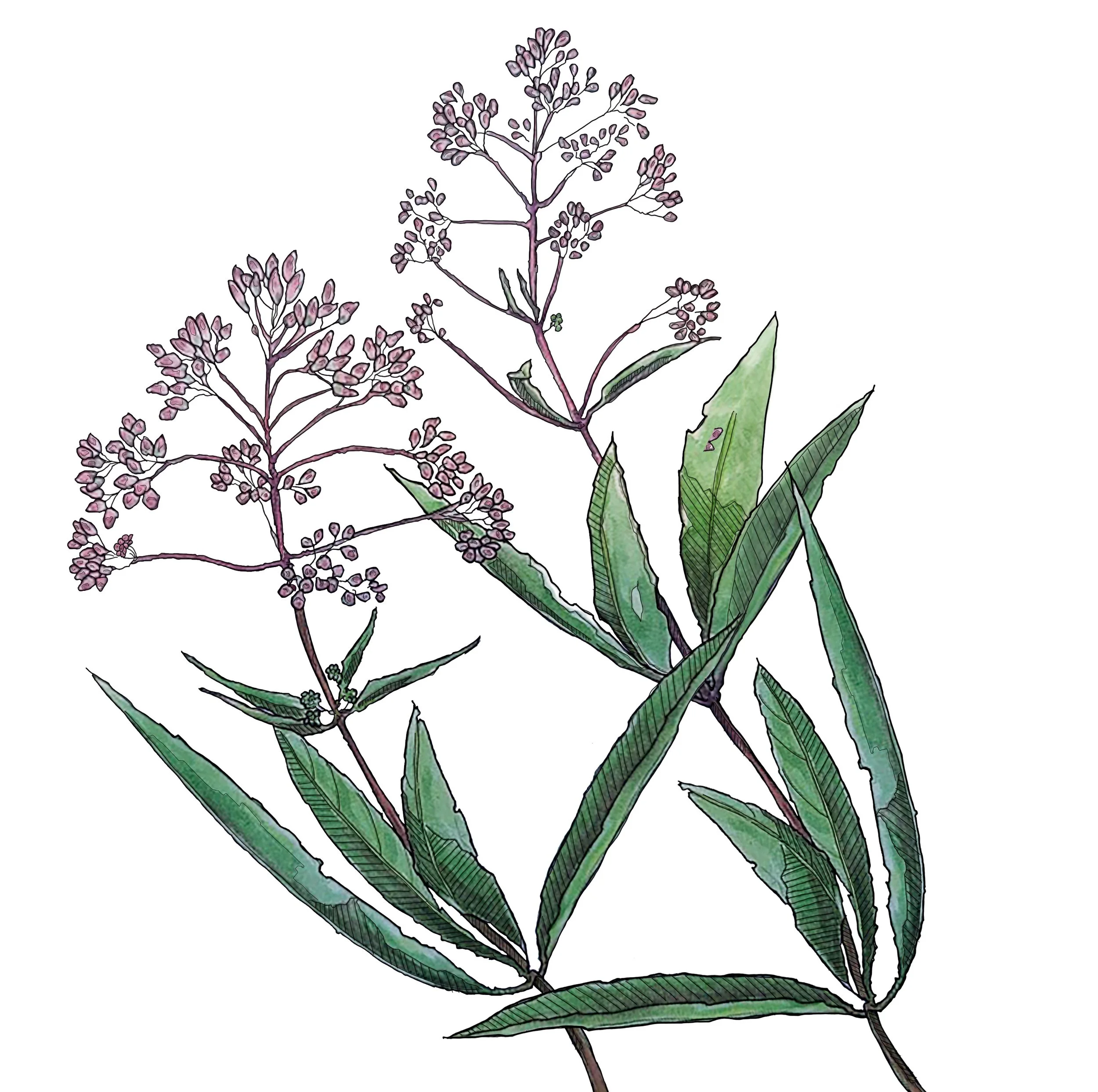 JOE-PYE WEED