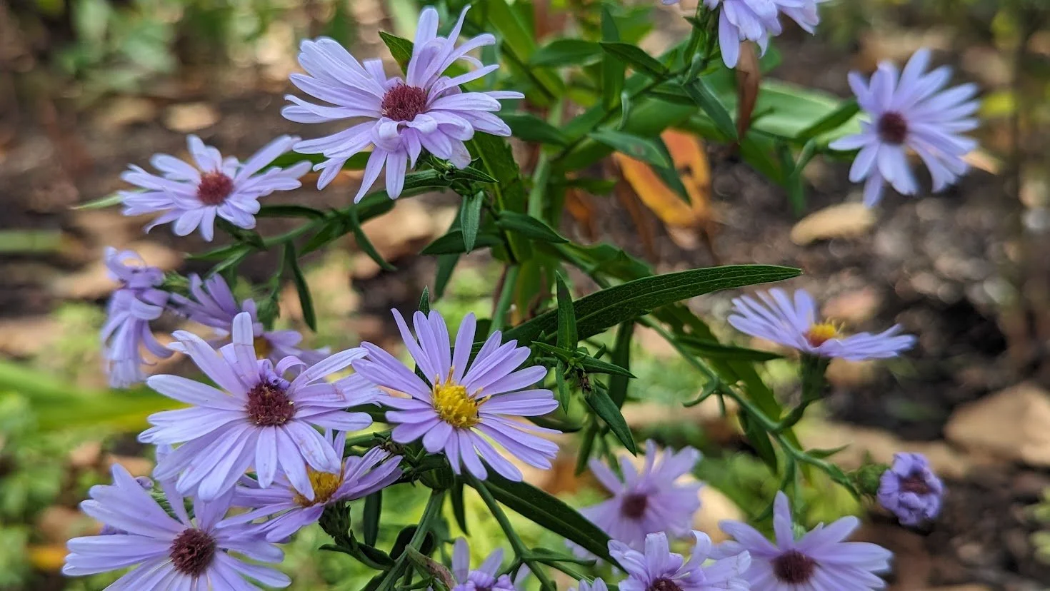asters2.jpg