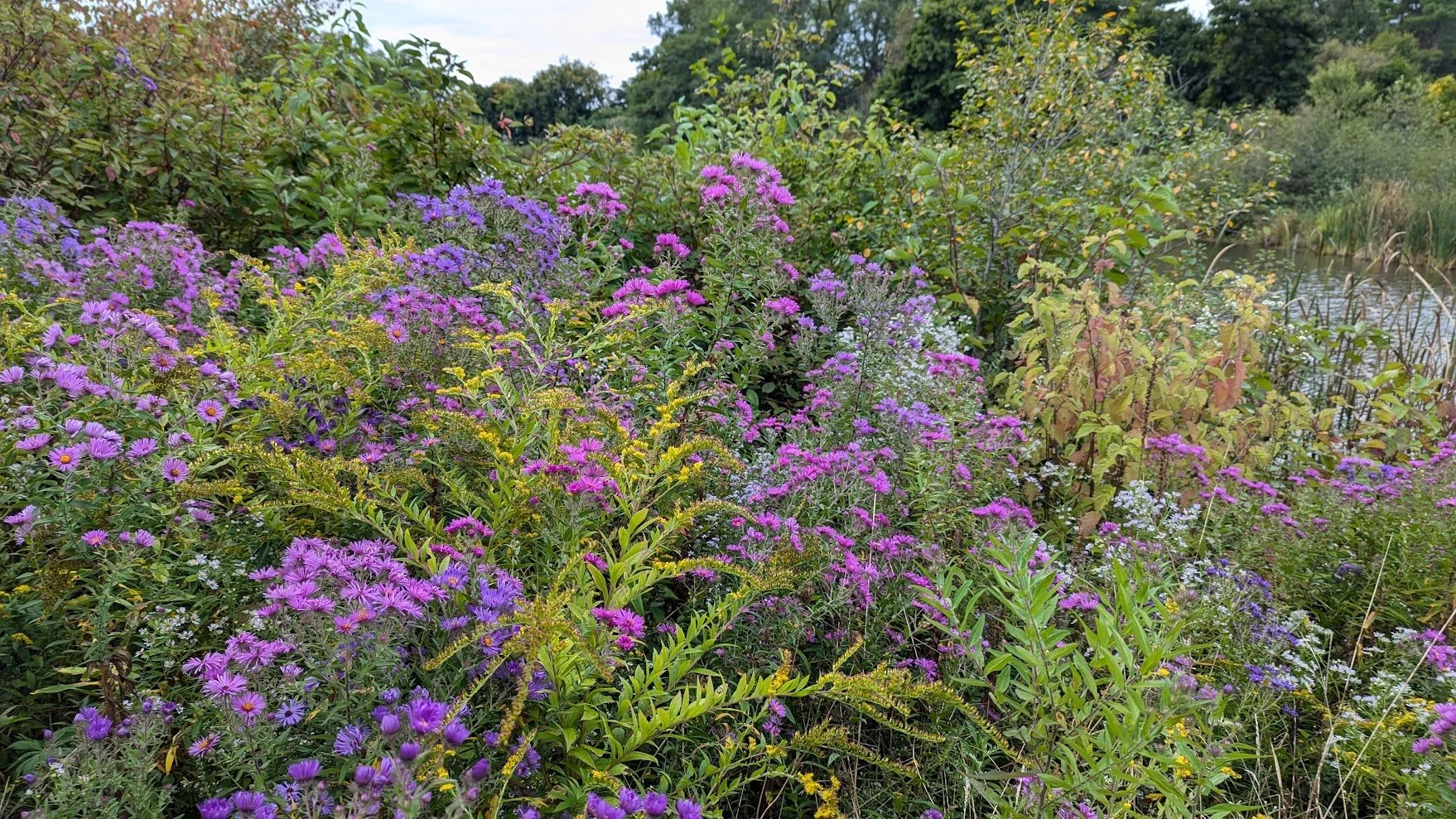 goldenrods &asters-capisic2.jpg