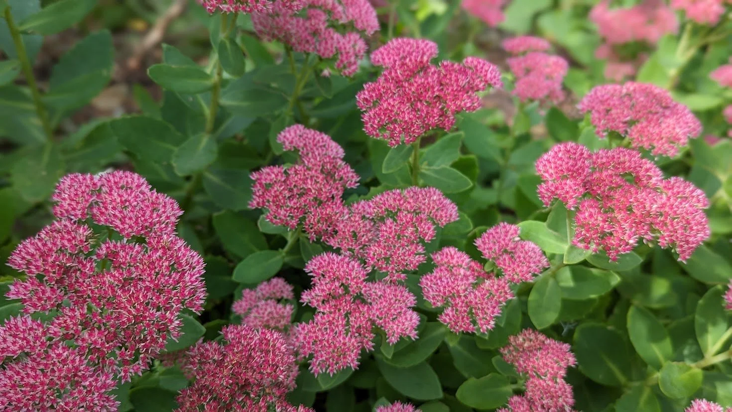autumn joy sedum1.jpg
