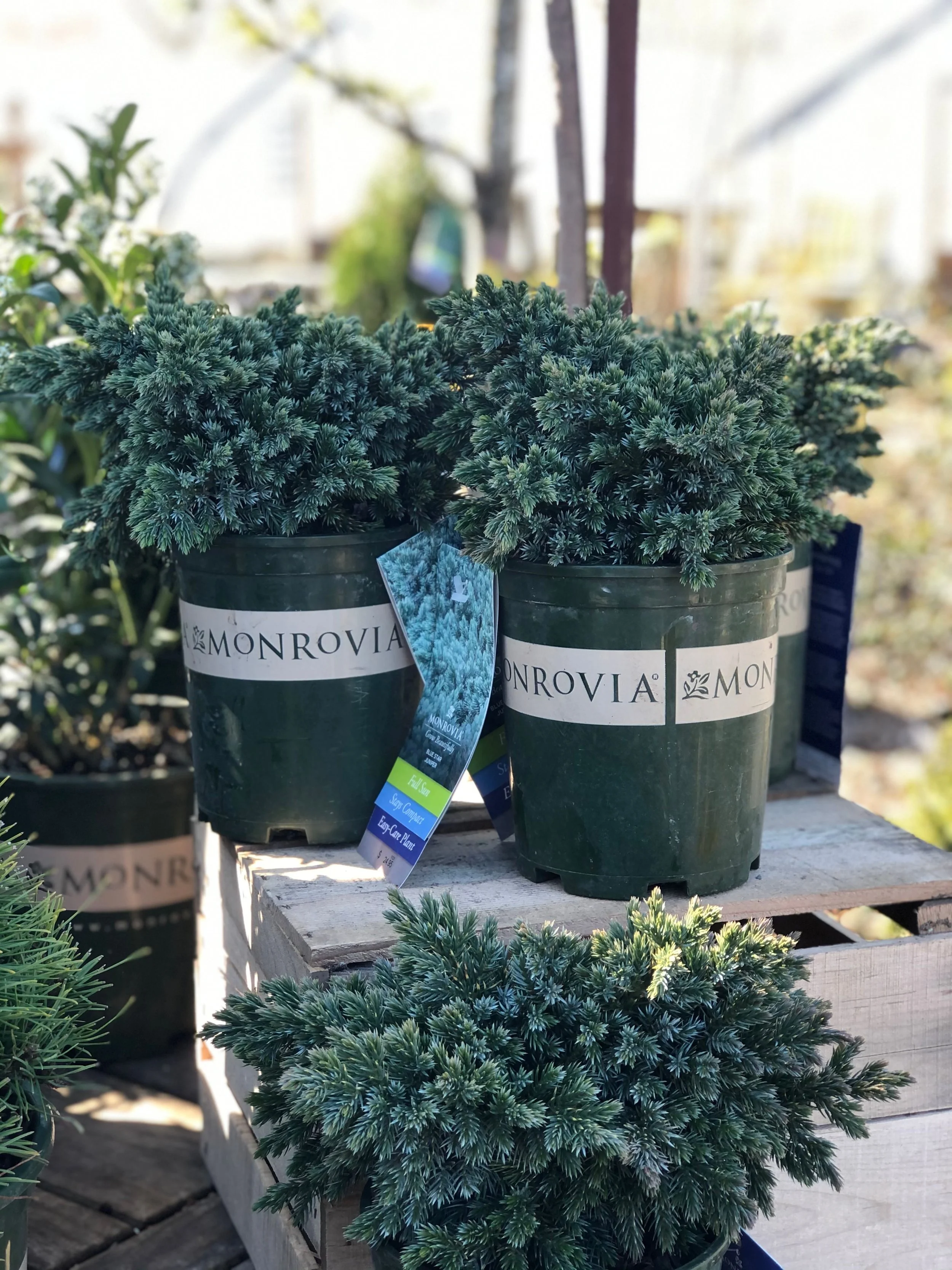 Juniper blue star.jpeg