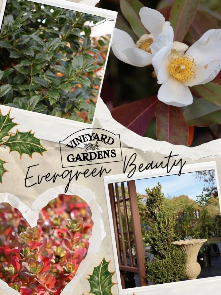 While summer flowers fade, evergreens are just getting started! 🌲
These reliable beauties are the secret to a garden that has structure and life all year long on the Island. They provide winter shelter for birds and a touch of green against the gray