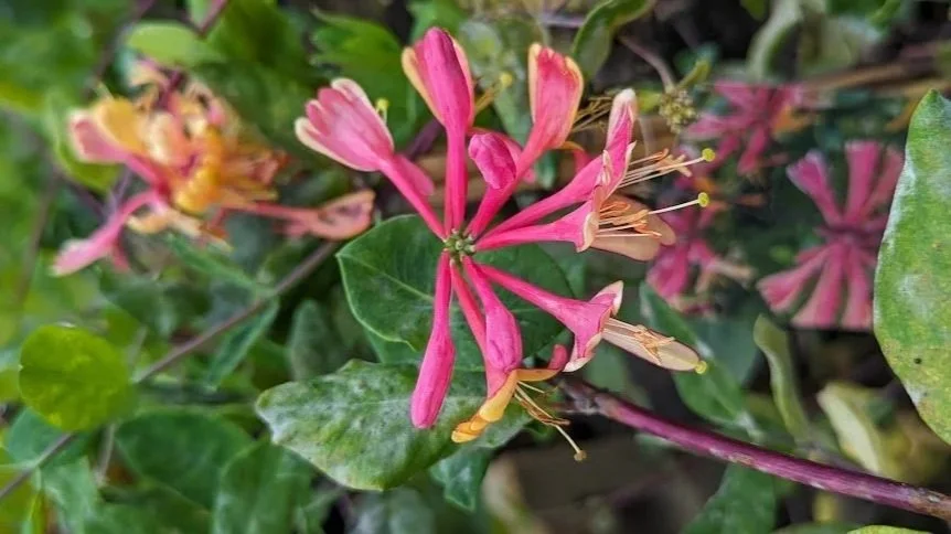 honeysuckle.jpg