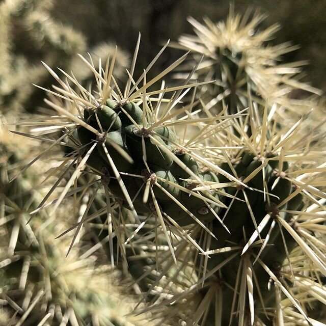 The cactus in AZ gives the best hugs!