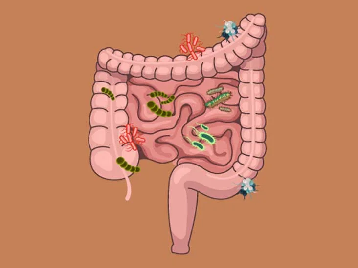 Why_the_Gut_Microbiome_Is_Crucial_for_Your_Health-732x549-thumbnail.jpg