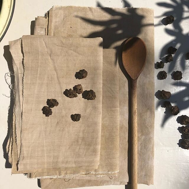 I dyed reclaimed cotton with oak galls today.... no need to mordant as the galls are incredibly rich in tannin which helps bind the natural pigment to the fibres.. Scroll through to see the galls up close.. They&rsquo;re formed when the Gall wasp lay