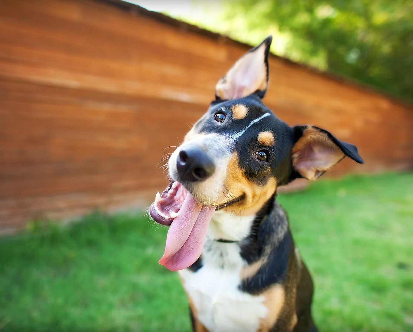 Dog Boarding 1.jpg