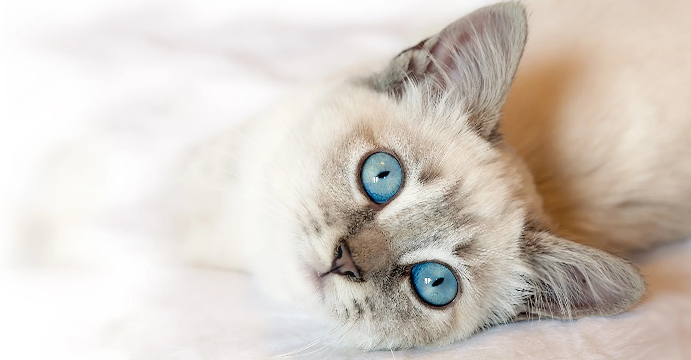 Maryville Cat Boarding Daily Rates — Brewsters Bark and Bed