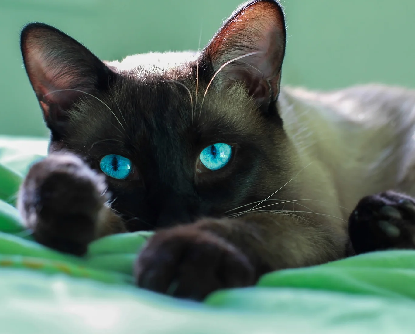 Maryville Cat Boarding Daily Rates — Brewsters Bark and Bed