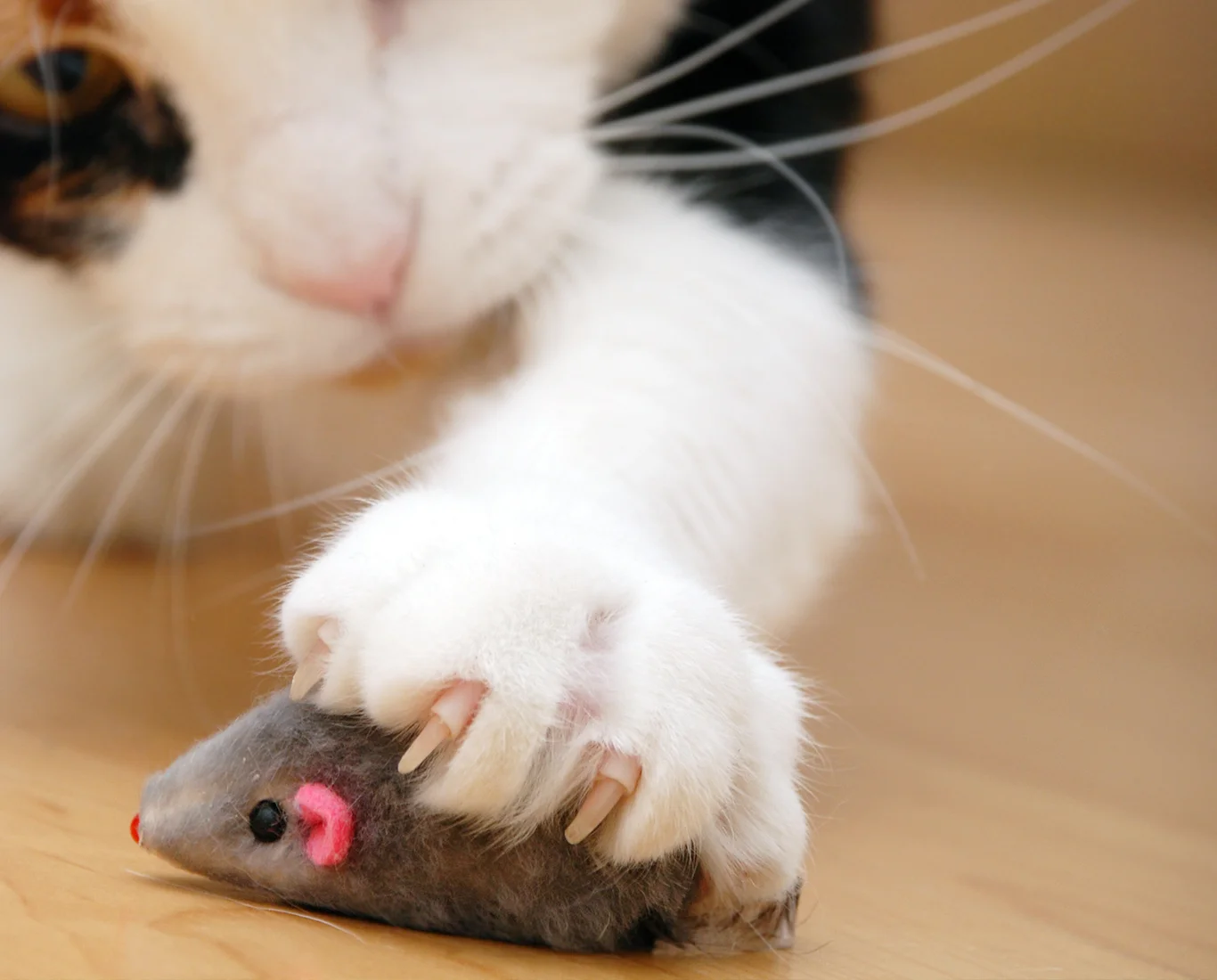 Maryville Cat Boarding - Daily Rates — Brewsters Bark and Bed