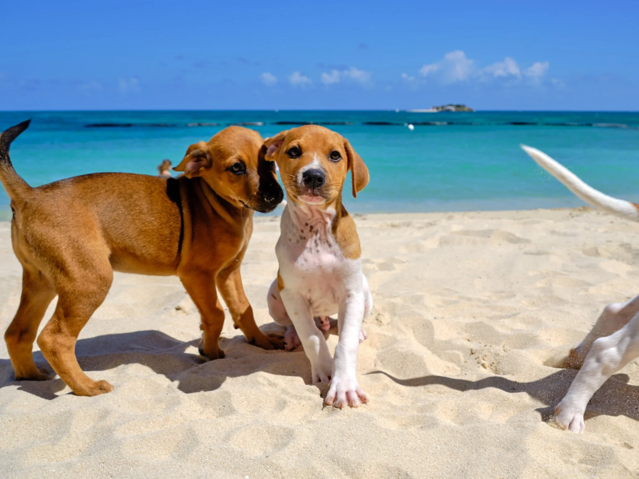 Paint, Paws, and Perfect Homes!