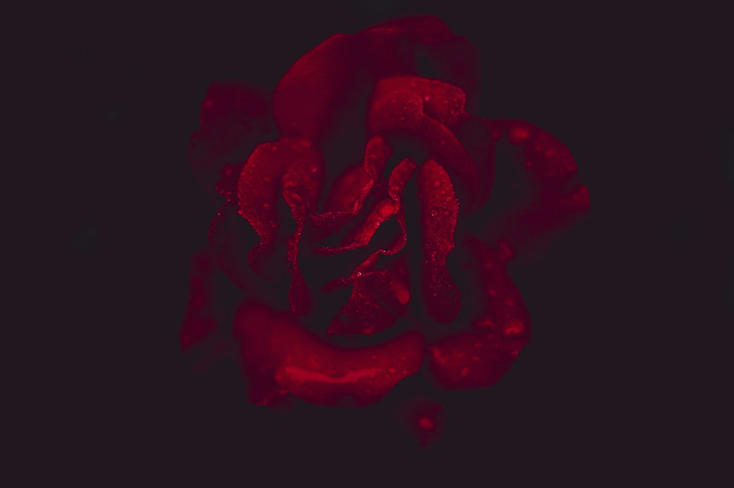 Desire as a Vital Organizing Force in the Psyche