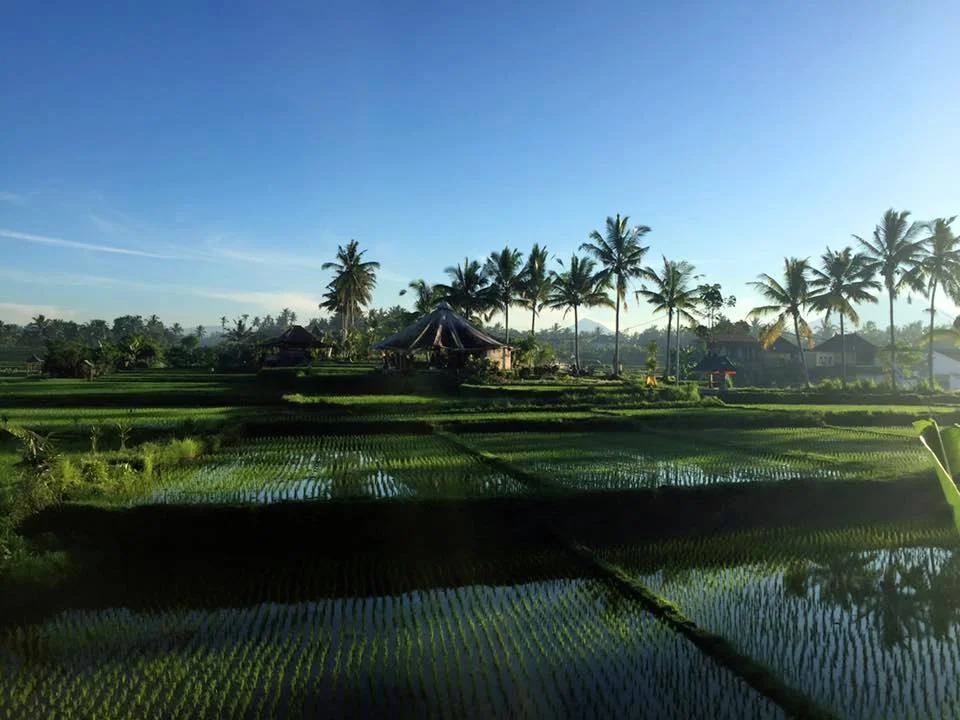 rice fields.jpg