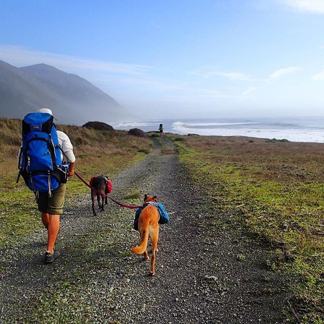 The trail meanders down the coast, sometimes directly on the beach and sometimes up on the bluff. 
#hike #backpacking #dog #ruffwear #lostcoast #california