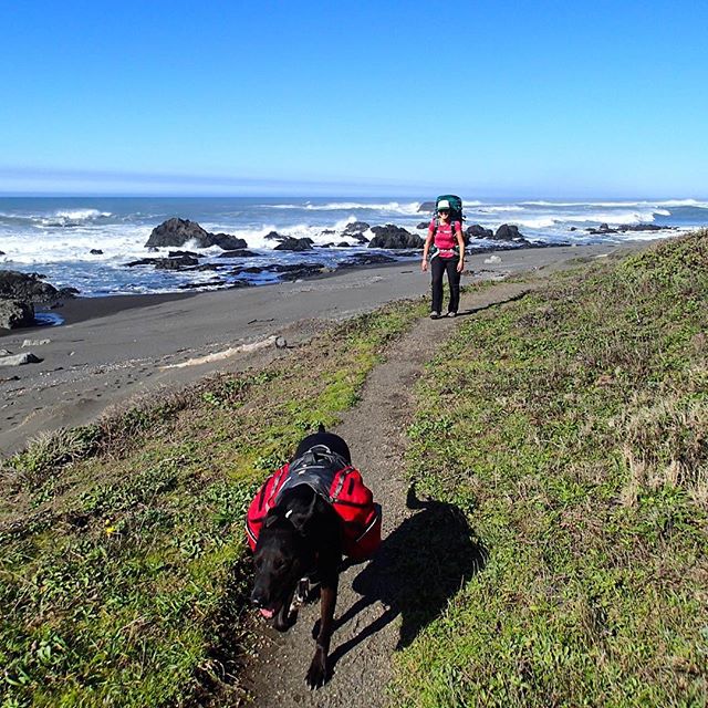 It was wonderful to adventure with @cswain12 again! It was such a long summer apart. She and Titan are enjoying sun and a nice section of trail on day 1. 
@ruffwear #dog #ocean #lostcoast #california #adventuredog #hiking #backpacking