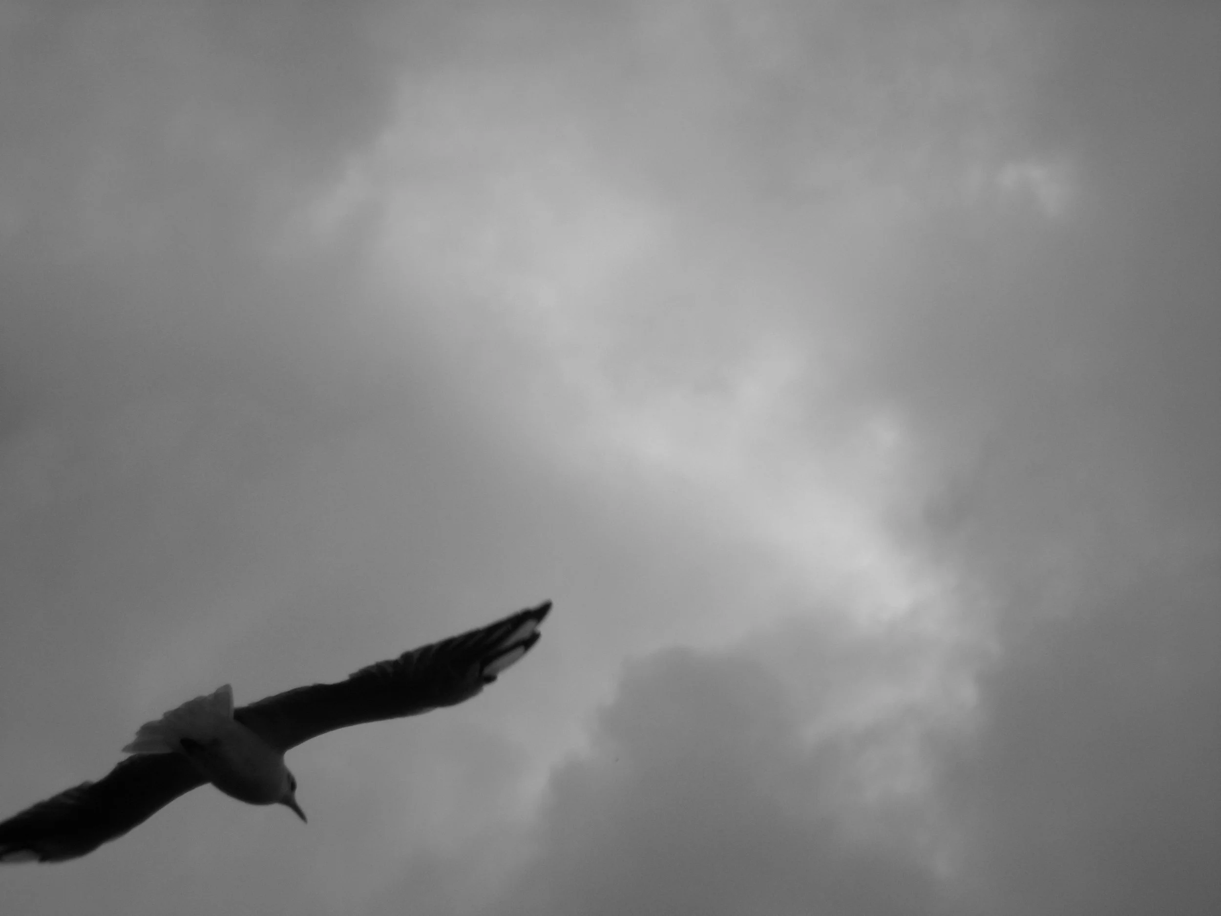 bird.jpg