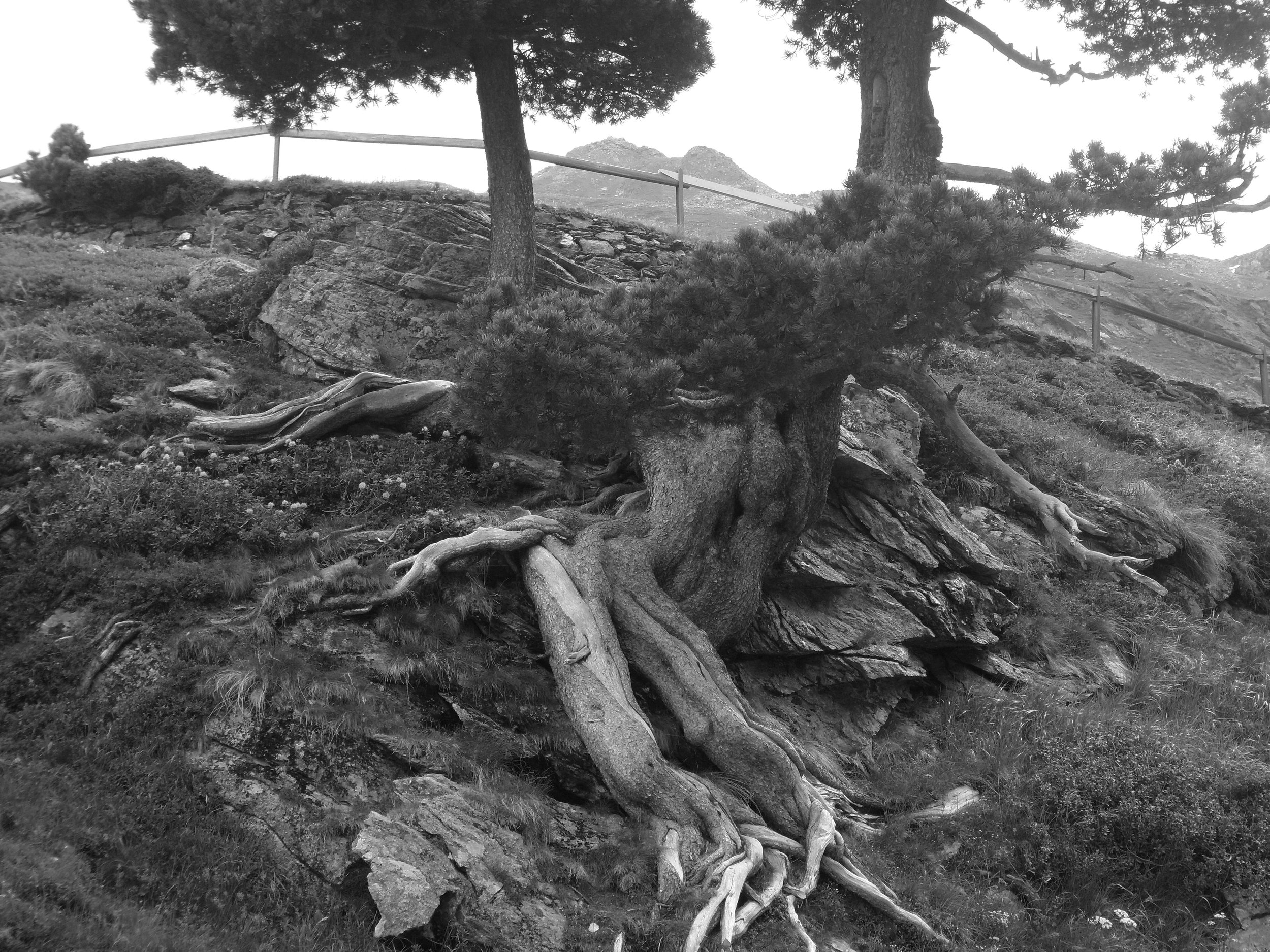 tree.jpg