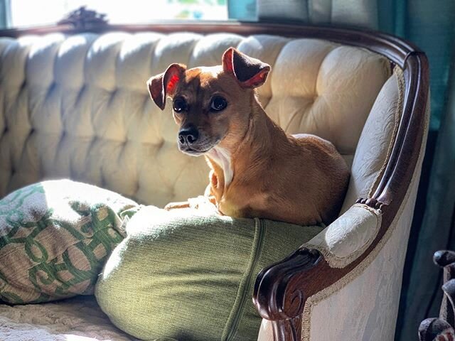 ...Kidd's doggie Jackson.  Are you a dog or cat person?
#couchpotato #dogsofinstagram #pillowtalk #countrymusic #mansbestfriend #nashville #losangeles