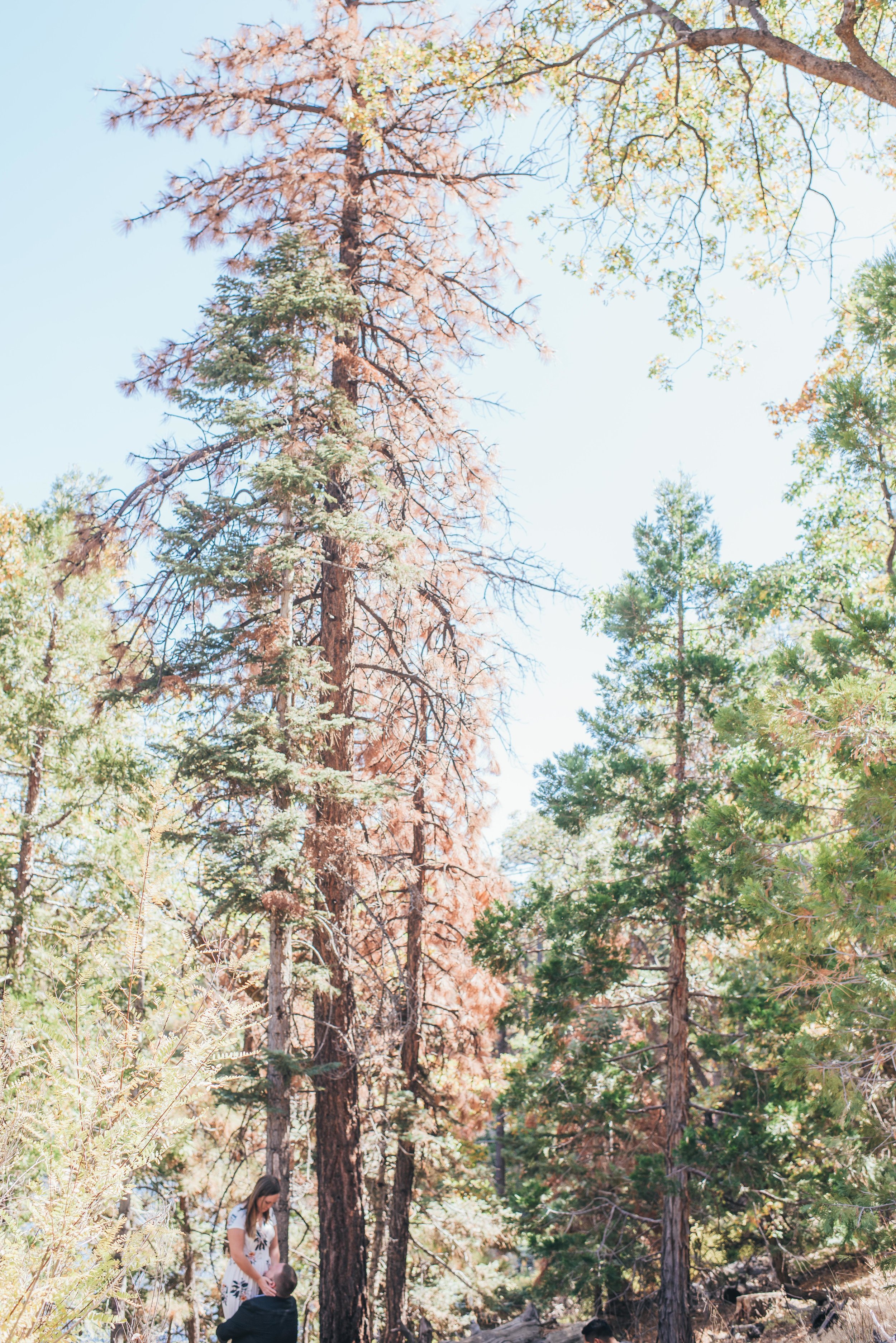 Oak Glen Wedding Photographer, Los Angeles Elopement Photographer, Engagement Photographer, Los Angeles Wedding Photographer, Palm Springs Wedding Photographer, Joshua Tree Wedding Photographer