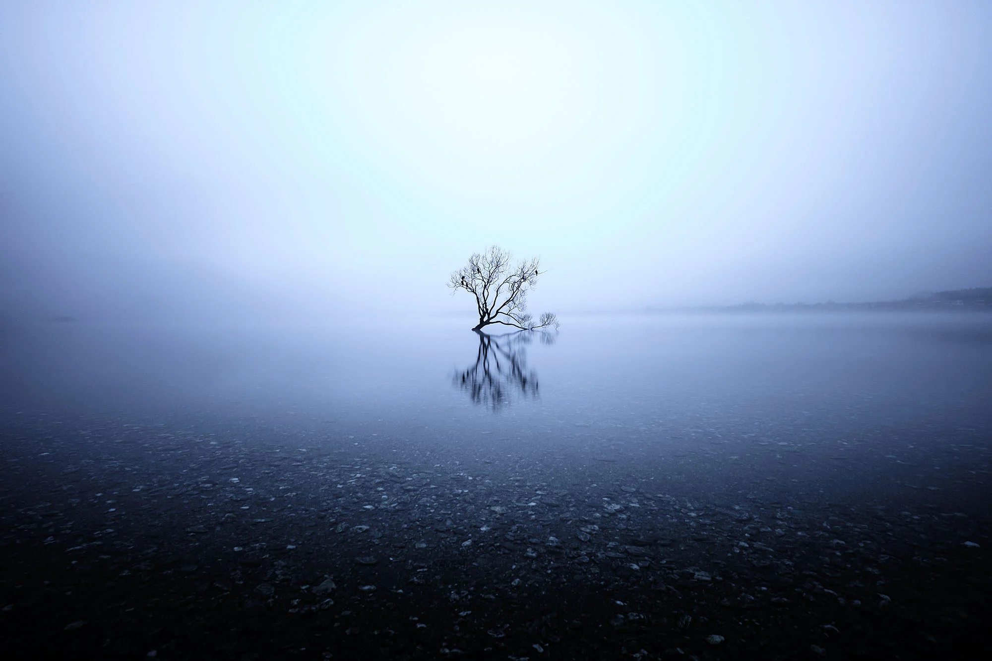 The Lone Tree