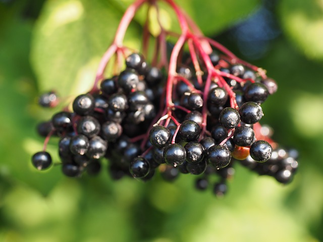 Black elderberries. (In case you're like me and don't know what an elderberry looks like!)