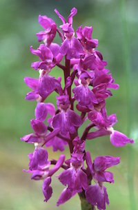 Orchid.jpeg