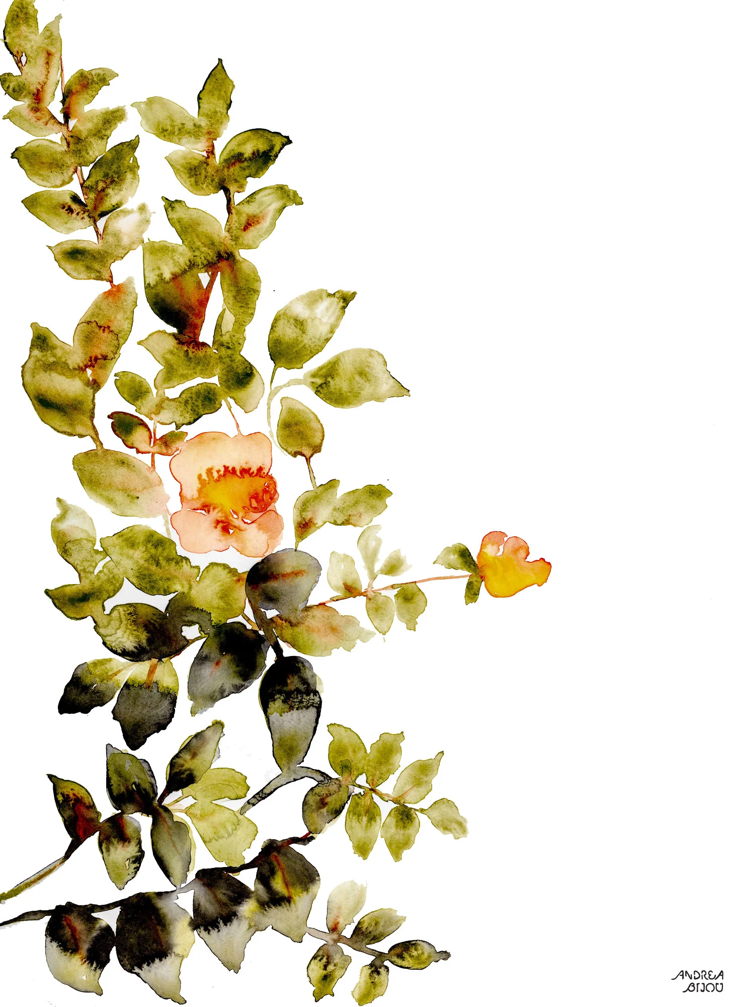 Roses.jpg