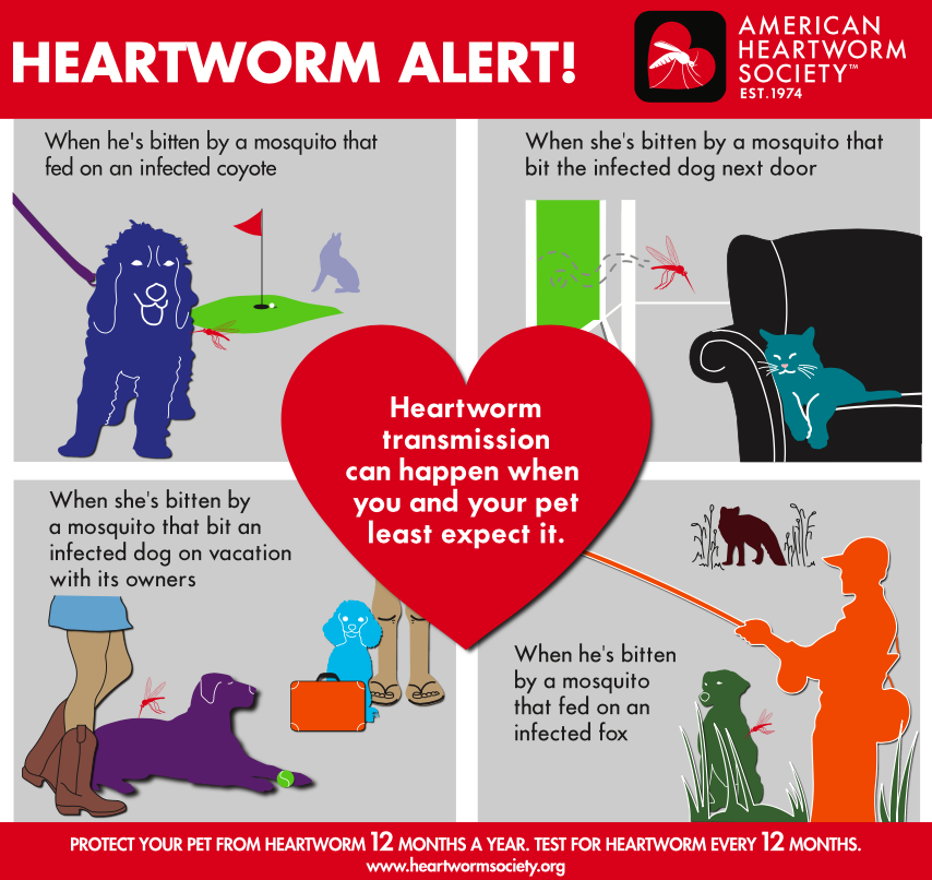heartworm transmission