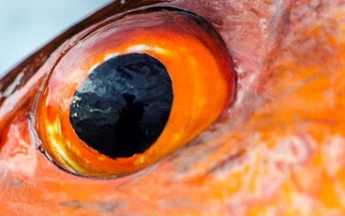 Lyretail eye.jpg