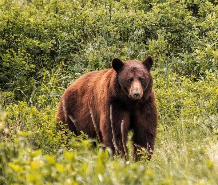 Bear Aware 101
